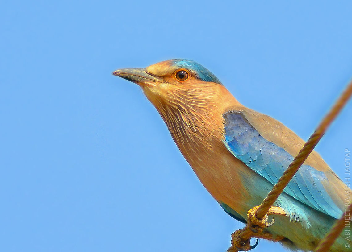 Indian Roller     Locally known as &#039;Neelpankh&#039; where neel=blue pankh=wings.. <br />
    Thanks to the bird who let me come so close for this shot..  There are records of this species hunting &amp; feeding on scorpions apart from regular insects which makes their diet.. <br />
    They look marvelous in flight!! <br />
There is one more species which migrates to indian sub-continent in winters from Europe and is obviously known as &#039;Europen Roller&#039; ;-) <br />
    Fellow members from Africa can relate this with its African cousin &#039;lilac breasted roller&#039;. 70-300mm,Asia,Coracias benghalensis,D5200,India,Indian Roller,Kokan,Maharashtra,Nikon,NikonD5200,Ratnagiri,Tamron,Wildindia,abhitap,bird,birding,birds,incredible india,incredibleindia,life