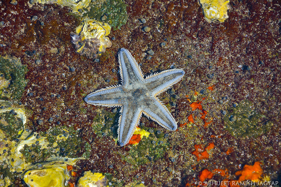 STAR! Starfish <br />
 <br />
    One of the more than 1800 species found worldwide :-)<br />
<br />
    The Asteroidea (also known as sea stars or starfish) are among the most diverse and familiar of the living Echinodermata, including over 1800 species from every ocean basin in the world, including the Atlantic, Indian, and Pacific as well as the Arctic and the Southern Ocean, inhabiting intertidal to 6000 m abyssal settings. Living asteroids are pentagonal to stellate (although some sphaerical forms are known) and have arms that are continuous with the disk. Two to four rows of tube feet are present. Most asteroids have five rays, but some can have as many as 50. Astropecten indicus,D5200,Geotagged,Incredible India,IncredibleIndia,India,Life,Maharashtra,Nikkor,Nikon,NikonD5200,Wild,Wildlife,fauna,inter-tidal,intertidal zone,marine,nature,ratnagiri,starfish