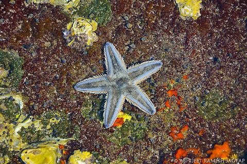 STAR! Starfish 
 
    One of the more than 1800 species found worldwide :-)

    The Asteroidea (also known as sea stars or starfish) are among the most diverse and familiar of the living Echinodermata, including over 1800 species from every ocean basin in the world, including the Atlantic, Indian, and Pacific as well as the Arctic and the Southern Ocean, inhabiting intertidal to 6000 m abyssal settings. Living asteroids are pentagonal to stellate (although some sphaerical forms are known) and have arms that are continuous with the disk. Two to four rows of tube feet are present. Most asteroids have five rays, but some can have as many as 50. Astropecten indicus,D5200,Geotagged,Incredible India,IncredibleIndia,India,Life,Maharashtra,Nikkor,Nikon,NikonD5200,Wild,Wildlife,fauna,inter-tidal,intertidal zone,marine,nature,ratnagiri,starfish