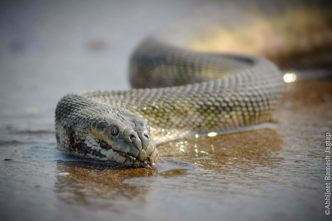 Hook-nosed sea snake      Highly venomous sea snake from Indo-pacific oceans. My first sea snake.. We rescued it to shore as it was trapped in super dry and hot sand (it might&#039;ve came ashore during high tide ). It was trying so hard to move but their body is not meant for land or such dry and hot sand.   <br />
     We took it to the shore line.. It must be in heat shock as it took 15-20 mins for it to get to its normal body movements. We were happy to this awesome snake swimming..  70-300mm,D5200,Enhydrina schistosa,Fauna,Incredible India,IncredibleIndia,India,Macro,Maharashtra,Nikon,NikonD5200,Tamron,abhitap,herp,herping,hook-nosed,kokan,marine,ratnagiri,sea