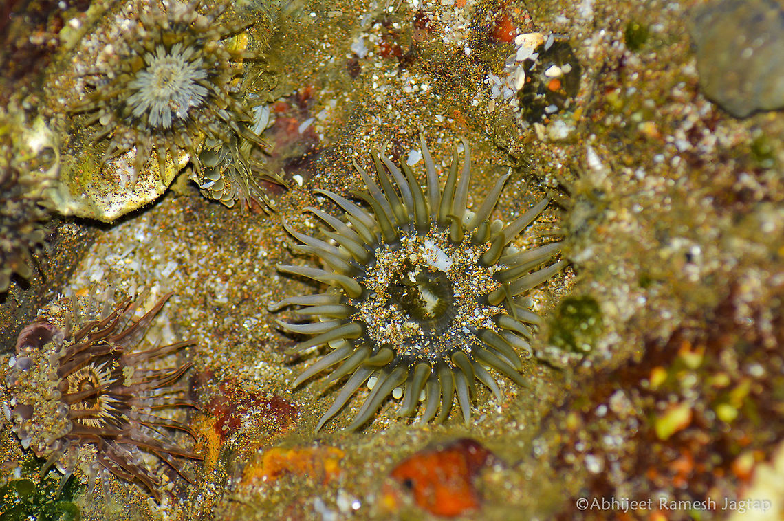 Finding Nemo??   Even I failed..<br />
yes, its a Sea anemone but there is No Nemo(Clown fish)<br />
<br />
Sea anemones are Corals (soft corals to be specific)<br />
<br />
     Anemones have a cylindrical body, with an oral disc mouth and tentacles surrounding it, and an adhesive &rsquo;foot&rsquo; for holding onto rocks and coral. It is hence, a normal polyp shape. The tentacles have a unique cell on the end of each called cnidocytes. Cnidocytes have cnidae that have nematocysts which are the &lsquo;stingers&rsquo; that hold the poison that defends and feed the anemone. These poisons or &lsquo;toxins&rsquo; are named actinoporins, and are actually a sensitive hair that releases the poison cells at the moment of contact. These toxins contain neurotoxins, which are the paralytic addition to the poison these actinoporins excrete.  <br />
     Anemones also contain a simple gastrovascular system. This gastrovascular system includes one stomach. The sea anemones anus acts as its mouth as well. The anemone is unique in that, for all its complexities, it's quite simple. 70-300mm,D5200,IncredibleIndia,India,Kokan,Nikon,NikonD5200,Ratnagiri,Sea,Tamron,WildIndia,abhitap,actiniidae,anemone,incredible india,jagtap,macro,maharashtra,marine,wildlife