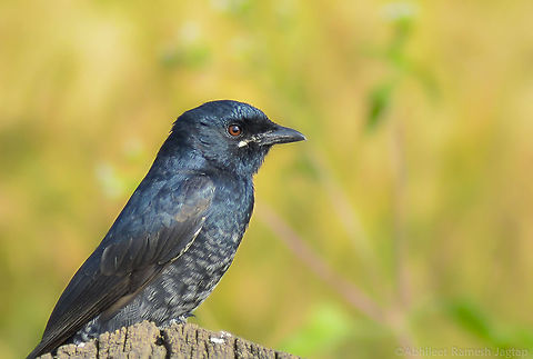 Juvenile of Black Drongo      They are very aggressive defending their territory from even birds bigger than them. Apart from their aggressive nature they are also famous for their skills of mimicking calls of other birds as well as cats.. They are master in this..  70-300mm,Avifauna,Bird,Birding,Birds,Black,Black Drongo,Chikhali,D5200,Dicrurus macrocercus,Drongo,Fauna,India,Jadhavwadi,Juvenile,Life,Nikon,Nikon D5200,NikonD5200,Tamron