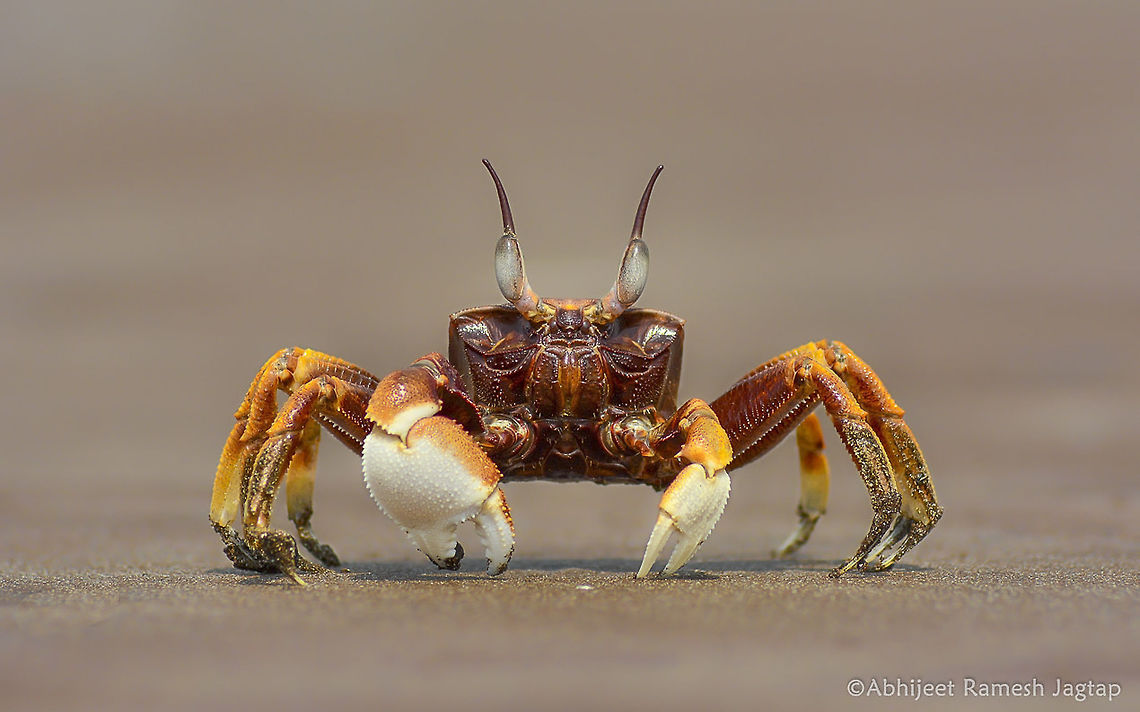 Beautiful Ghost!!      They are beach cleaners i.e. they scavenge on dead material.. So if there are any leftovers by any predator on beach then ghost crabs are the one who take up beach cleaning job.. And due to their nocturnal nature no one notice them or their work!! <br />
     One of the dream frames I wished since I had this camera and I finally made it.. We got down from our cars for record shots of sea gulls (Pallas&#039;s) and saw this nocturnal creature out of his burrows.. <br />
      Beach,Coast,Crab,D5200,Dapoli,Ghost,Horned ghost crab,India,Kokan,Macro,Maharashtra,Nikon,NikonD5200,Ocean,Ocypode brevicornis,Ocypode ceratophthalma,Ratnagiri,Sea,Tamron,incredibleindia