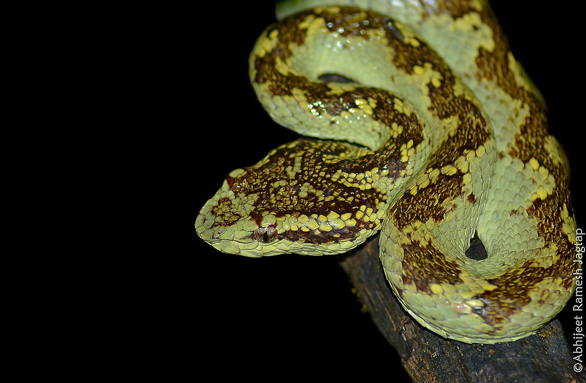 Malabar Pit Viper      They are truly awesome.. Vipers are very Beautiful. I don&#039;t know why people are  scared of them.. Pit vipers are calm and they avoid humans.. Yes they are venomous and it adds to their beauty!! <br />
     Malabar pit vipers are found in Maharashtra in Amboli and from there till southern Western ghats..<br />
     October is not season to spot malabar pit and I got opportunity to visit this place in October only.. It was my first time in Amboli and let me tell you.. You&#039;ll find snakes everywhere.. and that night I found in and all 3 malabar pit vipers and I was more than happy&gt;&gt; Craspedocephalus malabaricus,Fall,Geotagged,Herp,IncredibleIndia,India,Maharashtra,Malabar,Malabar pit viper,Reptiles,Serpent,Trimeresurus malabaricus,abhitap,amboli,craspedocephalus malabaricus,pit,reptile,sahyadri,snake,viper