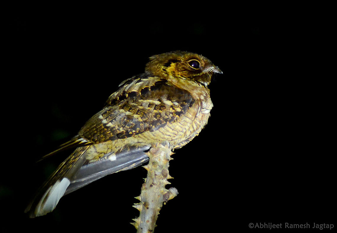 Secretive Life of Nightjars We were continuing our night safari and we came across calls of this bird and as we were getting close it was getting louder and louder and at one stretch one of us said he can see the bird and we stopped.. We targeted our torches in the direction of calls and this bird was there very close.. My first nightjar and that too so close.. This is Jerdon's Nightjar. I recorded its calls, took few shots and we left.. <br />
In broad day light they are extremely hard to find(Generally on ground or on tilted branches) .. You google camouflaged nightjars and you'll know what am saying. Hence beautiful creatures like this goes unnoticed.. <br />
Very few information we know about them.. <br />
Facts: During courtship, the male attracts a mate by calling with a loud &lsquo;churring&rsquo; call that contains 1,900 notes per minute.  Bird,Birding,Birds,Caprimulgus atripennis,D5200,Geotagged,India,Jerdon's nightjar,Nightjar,Spring,WildIndia,incredible india,incredibleindia,india,jagtap,maharashtra,nikon,phansad,raigad,tamron