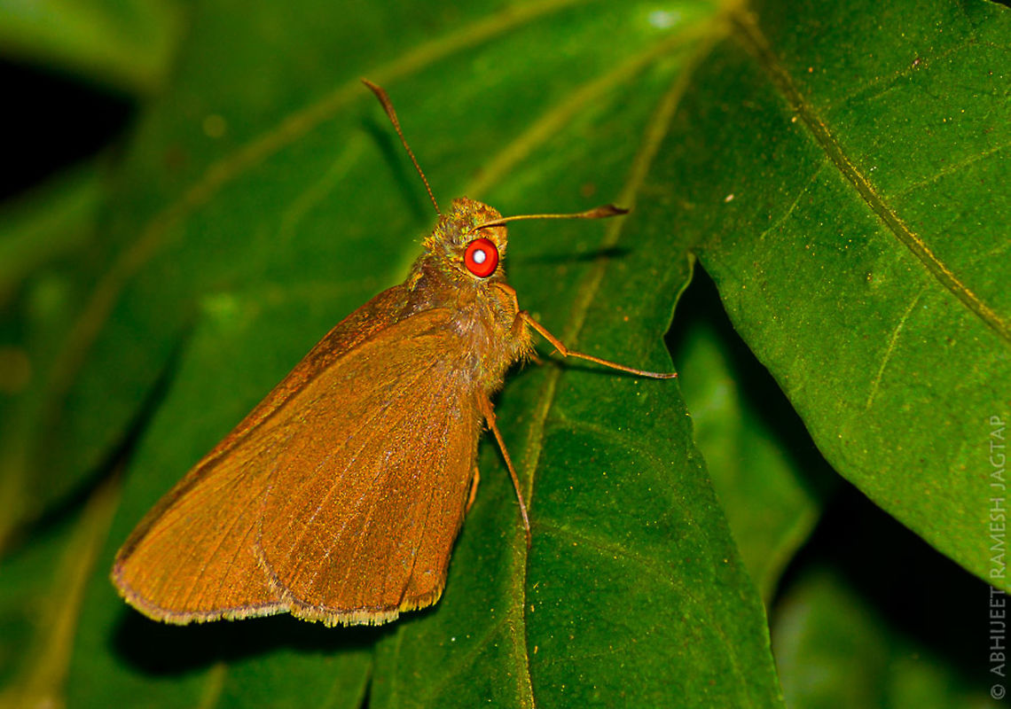 Common Branded Redeye      This was a very different butterfly for me.. <br />
     All butterflies belonging to Hesperiidae family are either crepuscular, i.e. flying mainly at dawn and dusk; or are found in the depths of the forest where little sunlight penetrates even in the middle of the day. They therefore need particularly acute vision and high sensitivity in low light<br />
In the eyes of all Hesperiidae the distance between the cones and rods, and the sensory cells behind them is greater than in other butterfly families. This allows more light to spill onto neighbouring rods, which increases resolution and sensitivity. In the case of the red-eyed genera the distance between the cones and rods is such that only certain wavelengths of light are reflected back to the observer.<br />
<br />
This is nature&#039;s amazing engineering!!!! <br />
Every living thing is different :-) Common Redeye,D5200,Geotagged,India,Maharashtra,Matapa aria,Mumbai,NikonD5200,Summer,Tamron,Tamron70300,butterfly,incredible india,incredibleindia,macro,nature,nikon,redeye,sanjay gandhi national park,wildlife