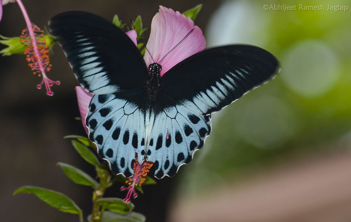 Second largest Butterfly of India - Blue Mormon Second largest butterfly of India and by declaring it as state butterfly, Maharashtra becomes first Indian state to have a state butterfly. Maharashtra state took this decision to make people interested in these lepidopterans and their conservation. Blue Mormon,BlueMormon,Butterfly,D5200,Geotagged,IncredibleIndia,India,Macro,Maharashtra,Matheran,Nikon,NikonD5200,Papilio polymnestor,Raigad,Spring,Tamron,Tamron70300,lepidoptera