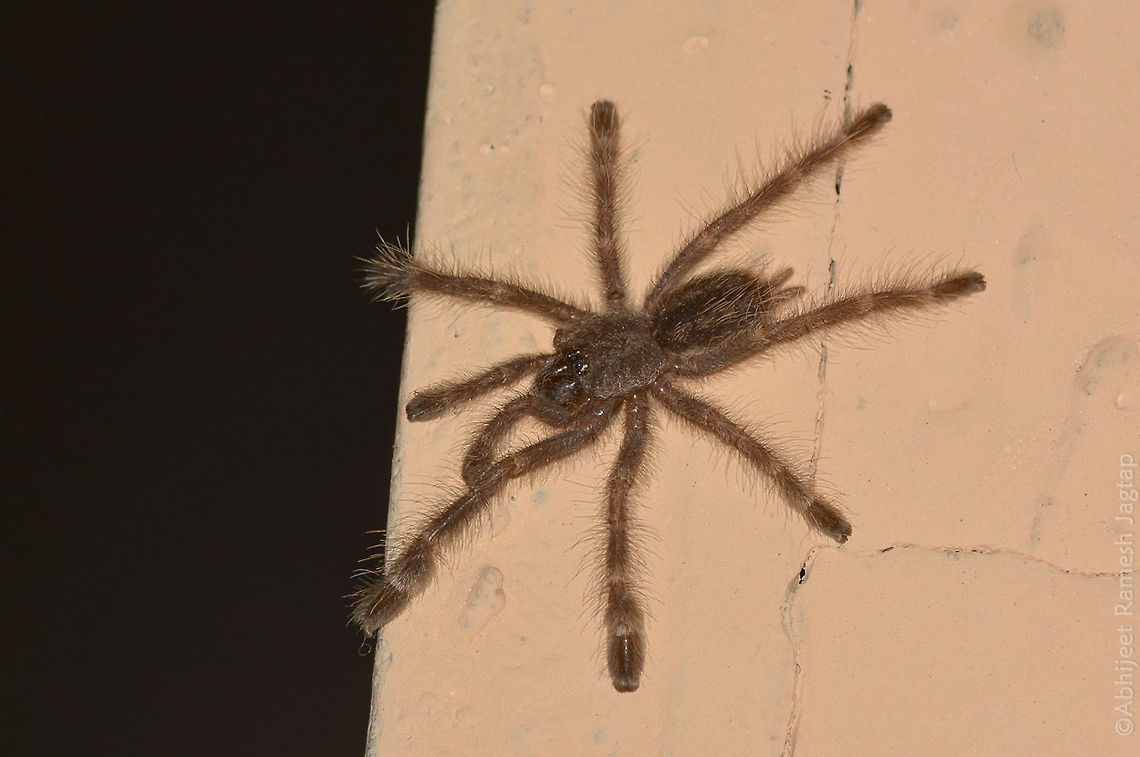 Indian Ornamental tarantula - Juvenile We roamed many nights for this and we found it near our Community hall (Juvenile one). <br />
Yet to see adult of this Arboreal tarantula. Another team was successful in getting shots of adult which was pretty huge. <br />
Another beautiful species from Matheran. They are one of the highly traded tarantulas in the world market.. please discourage such trades if you come across any please report it to nearby authority.  D5200,Geotagged,IncredibleIndia,India,Indian,Macro,Nikon,NikonD5200,Poecilotheria regalis,Spider,Spring,Tamron,Tamron70300,Tarantula,arachnid,maharashtra,matheran,nature,raigad,wildlife