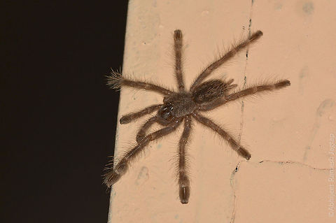 Indian Ornamental tarantula - Juvenile We roamed many nights for this and we found it near our Community hall (Juvenile one). 
Yet to see adult of this Arboreal tarantula. Another team was successful in getting shots of adult which was pretty huge. 
Another beautiful species from Matheran. They are one of the highly traded tarantulas in the world market.. please discourage such trades if you come across any please report it to nearby authority.  D5200,Geotagged,IncredibleIndia,India,Indian,Macro,Nikon,NikonD5200,Poecilotheria regalis,Spider,Spring,Tamron,Tamron70300,Tarantula,arachnid,maharashtra,matheran,nature,raigad,wildlife