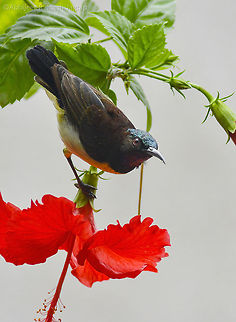 Purple rumped Sunbird - male One of the tiny bird species which gets unnoticed by city folks.. Nectar feeding in nature these birds are beautiful in different different plumage.. Asia,Bird,Birds,D5200,Dhanmill naka,Incredible India,IncredibleIndia,India,IndianBirds,Leptocoma zeylonica,Maharashtra,Mumbai,Nature,Nikon,NikonD5200,Purple,Purple-rumped sunbird,Sunbird,Tamron,Tamron70300