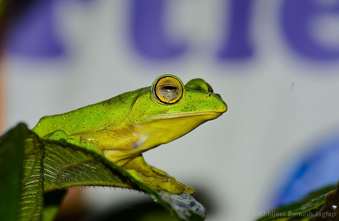 My first glider Received 2nights 3 days all paid trip to Vythiri, wayanad, India. as First prize in Photography competition.. <br />
I asked my senior Nitin Walmiki to accompany me.<br />
After reaching spot we trailed and trekked for snakes and frogs but no luck at all.. <br />
And then we were having our dinner and we both were like this is a call of &#039;Malabar gliding frog&#039;<br />
We finished our meal and I fired my torch in directions of those calls and I called sir immediately because I found this beauty near our dining area.. <br />
This was my first sighting of Malabar gliding frog!!!<br />
We were disappointed because of no sighting in the trek we finished but then sighting this frog totally turned everything into so joyful moment.. <br />
<br />
<br />
note: Its the tshirt in the background :-)  D5200,Geotagged,India,Malabar gliding frog,NikonD5200,Rhacophorus malabaricus,Summer,Tamron,Tamron70300,frog,incredible india,incredibleindia,kerala,malabar,nikon,sahyadri,vythiri,wayanad,western ghats