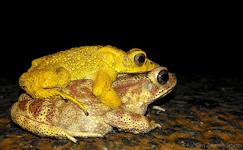 toadporn id: Asian Common Toad
Male showing breeding color(yellow)
Male holds female by her back and will make female to lay eggs in pond or some Water-body(process is known as spawning) and then male will fertilize it with his sperms and this is known as External fertilization.
This place I visited with new friends from Kerala was full of these species.
All yellow males were brilliantly bright. 
It was raining heavily so I shot this pair on my phone. D5200,Duttaphrynus melanostictus,Geotagged,India,Kerala,Macro,Nikon,NikonD5200,Summer,Tamron,Tamron70300,Vythiri,Wayanad,abhitap,incredible india,incredibleindia,toad