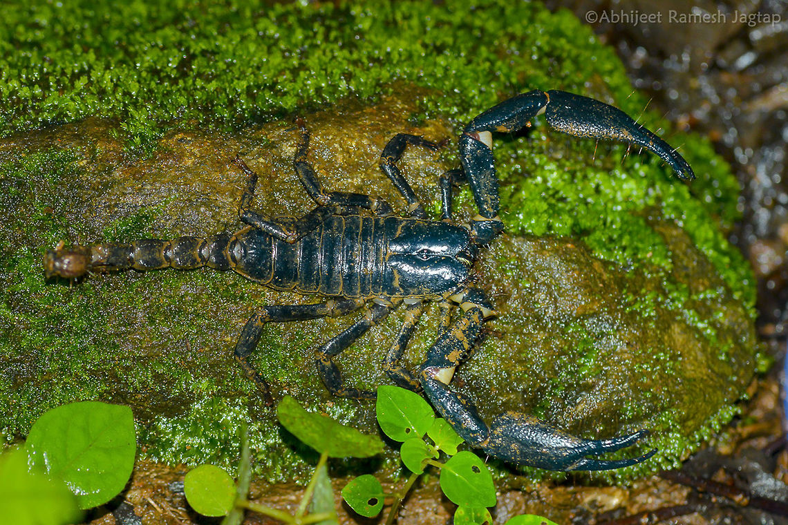 Really Giant id: Giant forest scorpion (Heterometrus longimanus)<br />
Also known as Giant blue scorpion<br />
This beauty we found near Kerala forest research institute, Vythiri, Wayanad, Kerala.<br />
Heterometrus genus scorpions are all huge scorpions.<br />
Scorpions are one the animals which are less studied in India. Arachnid,Chelicerata,D5200,Geotagged,Heterometrus longimanus,IncredibleIndia,India,Kerala,Nikon,NikonD5200,Scorpion,Scorpiones,Scorpionidae,Summer,Tamron,Tamron70300,Vythiri,Wayanad,Wildindia,incredible india
