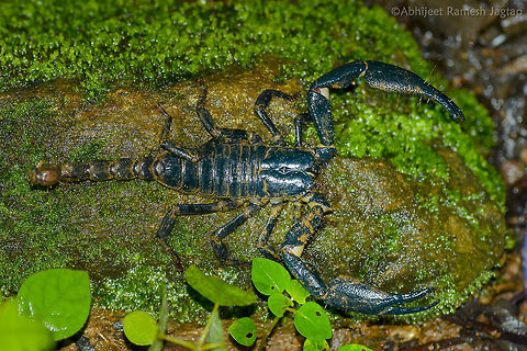 Really Giant id: Giant forest scorpion (Heterometrus longimanus)
Also known as Giant blue scorpion
This beauty we found near Kerala forest research institute, Vythiri, Wayanad, Kerala.
Heterometrus genus scorpions are all huge scorpions.
Scorpions are one the animals which are less studied in India. Arachnid,Chelicerata,D5200,Geotagged,Heterometrus longimanus,IncredibleIndia,India,Kerala,Nikon,NikonD5200,Scorpion,Scorpiones,Scorpionidae,Summer,Tamron,Tamron70300,Vythiri,Wayanad,Wildindia,incredible india