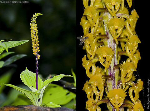 Orchids are beautiful Am not into flora but this Orchid I came across was so beautiful that I had to give it a shot.!!
Purposely posted a collage to help you see it closely :-)
id: Malaxis versicolor
Its a ground Orchid. Colour variation is from Yellow, Orange to Purplish blue. 
I shot this during my over night herping expedition in Matheran forest.

Threat these orchids are facing is: Trade and personal gardens. (many orchids are uprooted from their habitat for personal gardens or trade, and the culprit many times fails to keep it alive and hence making wild orchids population  declining) D5200,Flora,Geotagged,India,Macro,Malaxis versicolor,Matheran,Nikon,NikonD5200,Orchid,Sahyadri,Tamron,abhitap,incredible india,incredibleindia,nature,western ghats