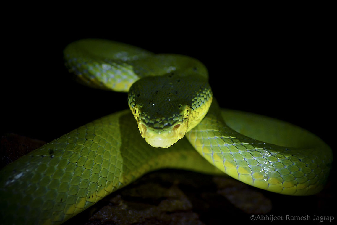 Game of Shadows id: Bamboo Pit Viper<br />
<br />
Wanted to try torch lit viper shot since long. I had it finally and here is the result. <br />
It was very calm snake moving in search of either prey or partner. It&#039;s skin(scales actually ) was so fresh that it was glowing in our torch light.  Bamboo viper,Craspedocephalus gramineus,Geotagged,Incredible India,India,Maharashtra,Raigad,Reptiles,Summer,Trimeresurus gramineus,bamboo,craspedocephalus graminius,incredibleindia,matheran,pit viper,snake,snakes,trimeresurus