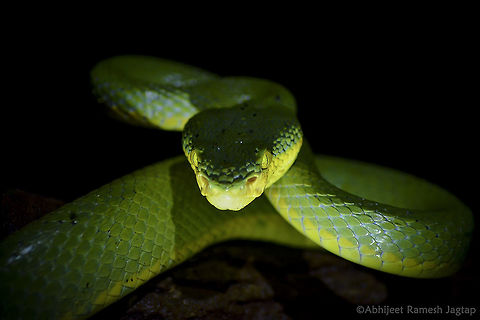 Game of Shadows id: Bamboo Pit Viper

Wanted to try torch lit viper shot since long. I had it finally and here is the result. 
It was very calm snake moving in search of either prey or partner. It's skin(scales actually ) was so fresh that it was glowing in our torch light.  Bamboo viper,Craspedocephalus gramineus,Geotagged,Incredible India,India,Maharashtra,Raigad,Reptiles,Summer,Trimeresurus gramineus,bamboo,craspedocephalus graminius,incredibleindia,matheran,pit viper,snake,snakes,trimeresurus