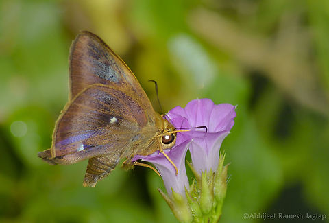 Oriental Common Awl  Bhandup,Bhandup pumping station,Butterflies,Common Awl,Fall,Geotagged,Hasora badra,Incredible India,IncredibleIndia,India,IndianButterflies,Maharashtra,Mumbai,butterfly,lepidoptera