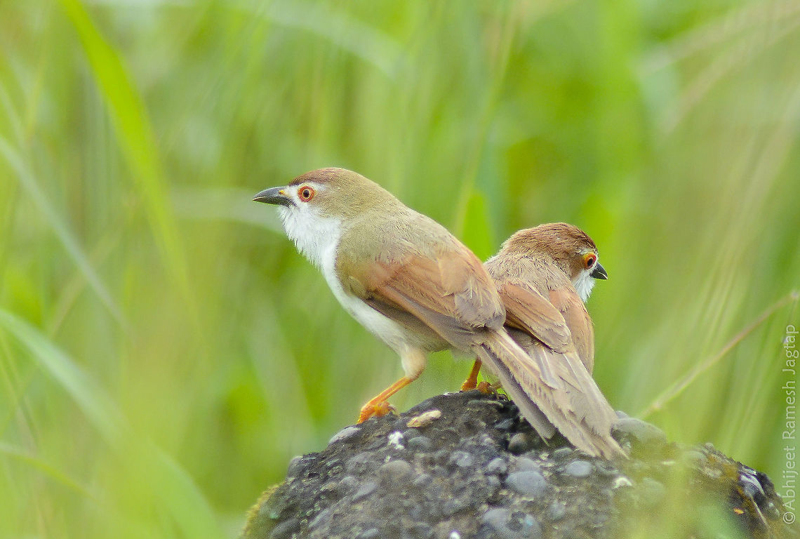Yellow Eyed Babbler They are shy babblers amongst babblers I have encountered so far.. This is what I could get even though I couldn&#039;t change or move my AF point (Camera issue). This was shot near mangroves. Its nesting time for all so these were also in hurry. Bhandup pumping station,Chrysomma sinense,Fall,Geotagged,India,IndianBirds,Maharashtra,Mumbai,Nikon,Tamron,WildIndia,Yellow-eyed Babbler,babbler,bhandup,bird,birding,birds,incredible india,incredibleindia