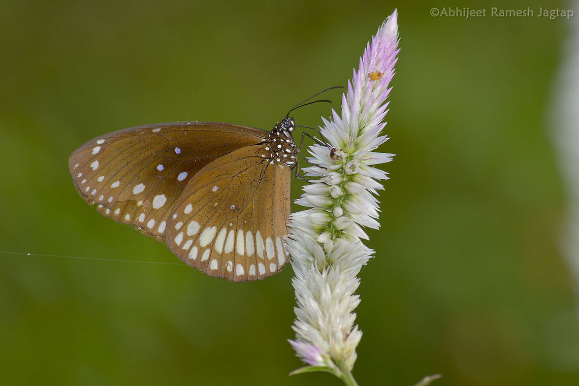 Common Crow AS its name suggests its very very commonly distributed in India. I was having conversation with my friend that we always neglect these common species over the uncommon one, so its my new resolution  to not to discriminate commoners from rare ones.  ButterfliesofIndia,Common Crow,Euploea core,Fall,Geotagged,Incredible India,IncredibleIndia,India,IndianButterflies,MANPADA,Maharashtra,Nikon,Tamron,Thane,WildIndia