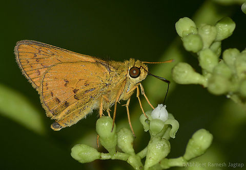 Indian pale palm dart      This is the only shot I could manage of this beauty. It was busy sucking nectar. The forest was near mangrove and hence was full of mosquitoes and we were flaming with their bites. It was very fast trail with lots of sightings. Forest was full of Butterflies. ButterfliesofIndia,D5200,Geotagged,Incredible India,IncredibleIndia,India,IndianButterflies,IndianButterfly,Maharashtra,Mumbai,Nikon,Pale palm dart,SGNP,Summer,Tamron,Telicota colon,WildIndia,butterfly