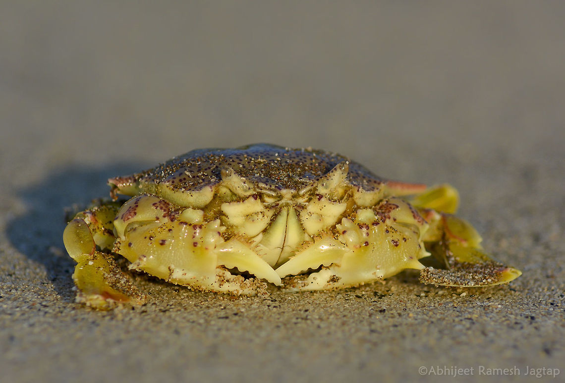Moon Crab      This spotted moon crab is commonly encountered on our shores. Sandy silty shores, especially near seagrasses. It is more active at night and is rarely seen by daytime visitors as it is then often buried in the sediments. &#039;Lunaris&#039; in Latin refers to the moon. Geotagged,Incredible India,IncredibleIndia,India,Maharashtra,Matuta lunaris,Moon crab,Nikon,Tamron,WildIndia,WildMaharashtra,Winter,crab,crustacean,dapoli,kokan,macro,moon,ratnagiri
