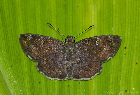 Indian common small flat      Flats resemble with each other very closely. I loved this one. ButterfliesOfIndia,Common small flat,Geotagged,Incredible India,IncredibleIndia,India,Indian,IndianButterflies,IndianButterfly,Maharashtra,Mumbai,Nagla,Nikon,SGNP,Sarangesa dasahara,Summer,Tamron,WildIndia,WildMaharashtra,macro