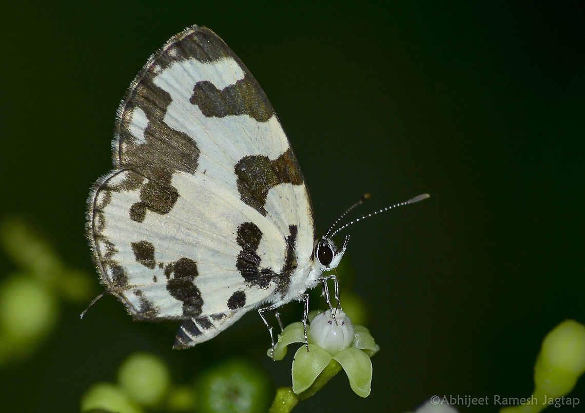 Angled Pierrot      Very similar and easy to identify pierrot species. Stripes on its wings are curved at angle and hence its name Angled pierrot. They are tiny, little larger for blues(families) and are active. Of course treat to eyes. Angled pierrot,ButterfliesOfIndia,ButterflyIndia,Caleta caleta,Geotagged,Incredible India,IncredibleIndia,India,IndianButterflies,IndianButterfly,Lepidoptera,Maharashtra,Mumbai,Nagla,Nikon,Summer,Tamron,WildIndia,WildMaharashtra