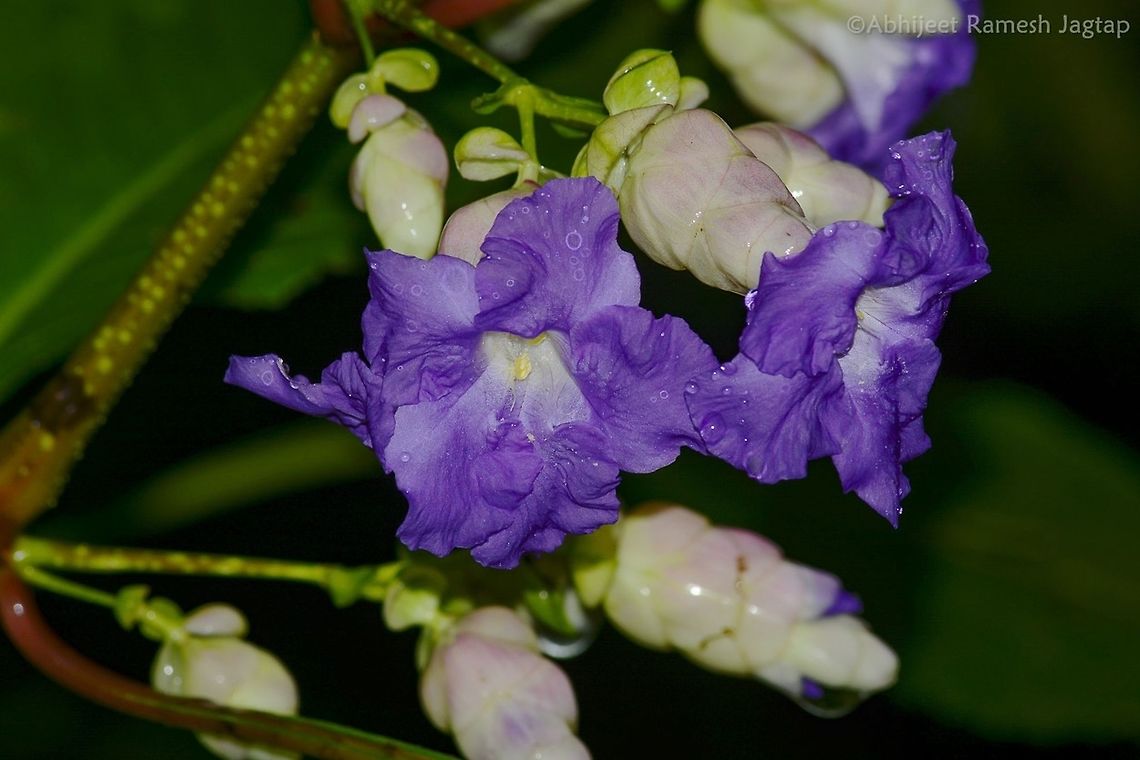 Interval of 7 years  This is famous Karvy flower from India which blooms only once in 8 years. This year there was mass blooming almost everywhere they are found. Next mass blooming will be in 2024.<br />
Juice from their leaves is believed to be a sure cure on stomach ailments. <br />
This plant comes alive in monsoon, otherwise only a dry stem remains all the year.<br />
I am happy to witness this phenomenon at 4 different forests around my city <br />
<br />
Edit: I edited this caption as 2024 from 2023. As it&#039;s after the interval of 7 years and hence, once in 8 years (and not 7 as per my earlier caption).<br />
Also, yes! we here in India witnessed the mass flowering at multiple locations this year. FloraOfIndia,Geotagged,IncredibleIndia,India,IndianFlora,Maharashtra,Mumbai,Nagla,Nikon,NikonD5200,Strobilanthes callosa,Tamron,WildIndia,WildMaharashtra,flora