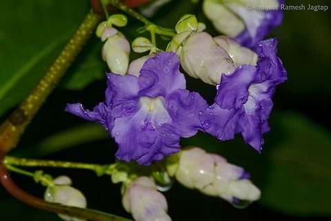 Interval of 7 years  This is famous Karvy flower from India which blooms only once in 8 years. This year there was mass blooming almost everywhere they are found. Next mass blooming will be in 2024.
Juice from their leaves is believed to be a sure cure on stomach ailments. 
This plant comes alive in monsoon, otherwise only a dry stem remains all the year.
I am happy to witness this phenomenon at 4 different forests around my city 

Edit: I edited this caption as 2024 from 2023. As it's after the interval of 7 years and hence, once in 8 years (and not 7 as per my earlier caption).
Also, yes! we here in India witnessed the mass flowering at multiple locations this year. FloraOfIndia,Geotagged,IncredibleIndia,India,IndianFlora,Maharashtra,Mumbai,Nagla,Nikon,NikonD5200,Strobilanthes callosa,Tamron,WildIndia,WildMaharashtra,flora