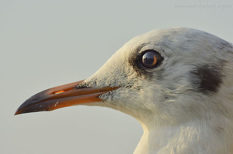 Too close Shot this bird too close.. People feed these birds(practice which I don't support) and may be that's why they are so used to humans getting close. 
Individuals of same species around creeks or seashores are quite shy and will fly immediately on our approach. 
 ApolloBunder,BirdsOfIndia,Black-headed gull,Chroicocephalus ridibundus,D5200,GatewayofIndia,Geotagged,Incredible India,IncredibleIndia,India,IndianBirds,Maharashtra,Mumbai,Nikon,NikonD5200,Tamron,Tamron70300,WildIndia,WildMaharashtra,Winter