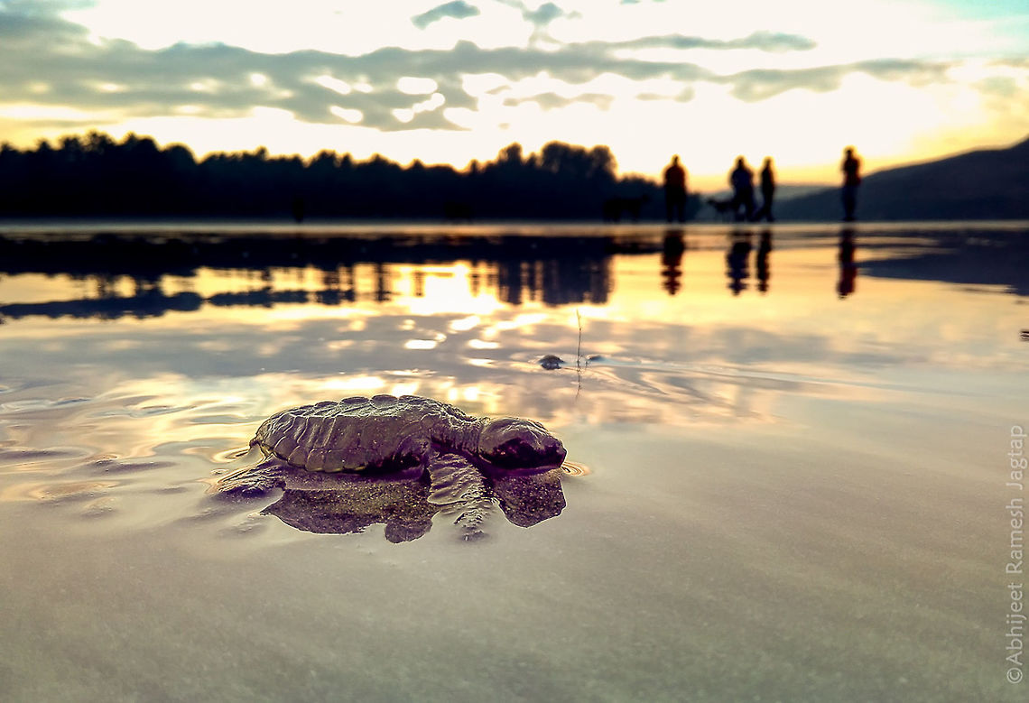 Dawn of New Life      Last December I discovered a turtle nest and this February I was there at right time. Morning when I visited it, it was dark and slowly slowly one by one the hatch-lings started coming out. It was very beautiful to see them crawling towards sea as it was race to their survival. And slowly this sunrise was happening in the background. There was no time to change my tele to wide angle so used my phone and changed few necessary settings and here it is. One of my very favorite shots.  D5200,Dapoli,Hatchling,Incredible India,IncredibleIndia,India,Kokan,Lepidochelys olivacea,Maharashtra,Nikon,NikonD5200,Olive ridley sea turtle,Ratnagiri,Tamron,Tamron70300,WildIndia,WildMaharashtra,Wildlife,seaturtle,turtle