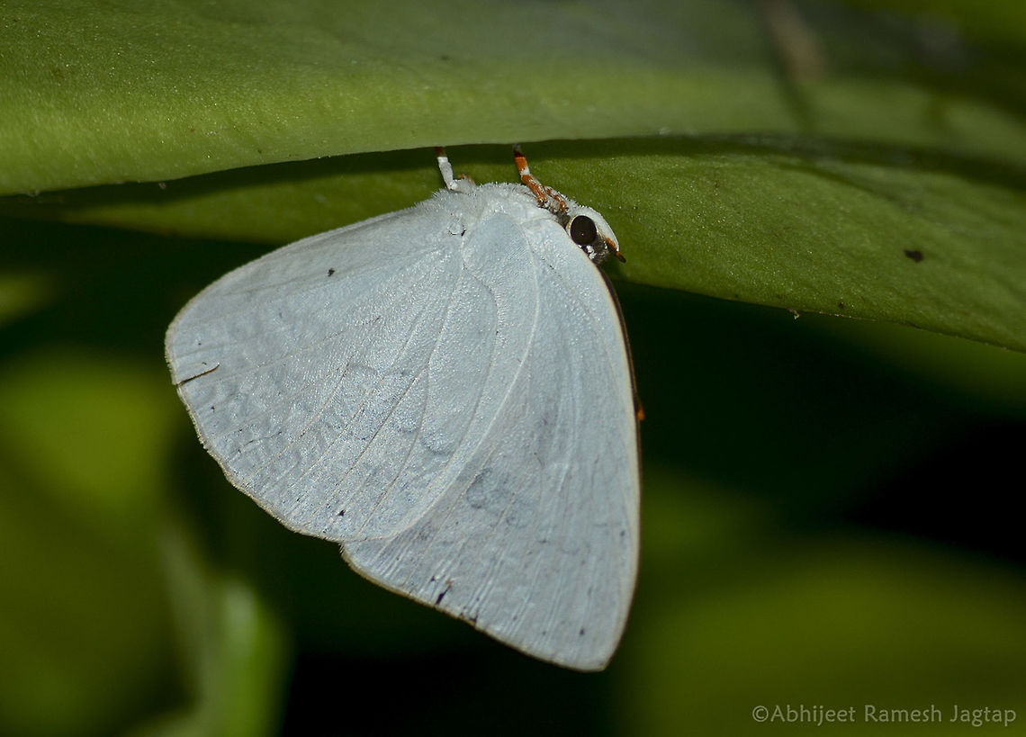 Indian Sunbeam      Very beautiful species was roosting near my friends natives. When I sighted it he said it was his first time to see this Beauty. And it was on his wish list. We spent nice  time with these and hoping to get open wing shot on our next encounter.  Boisar,ButterfliesofIndia,ButterflyIndia,Curetis thetis,D5200,Incredible India,IncredibleIndia,India,Indian sunbeam,IndianButterflies,IndianButterfly,Lepidoptera,Maharashtra,Nikon,NikonD5200,Tamron,Tarapur,WildIndia,butterflies,butterfly