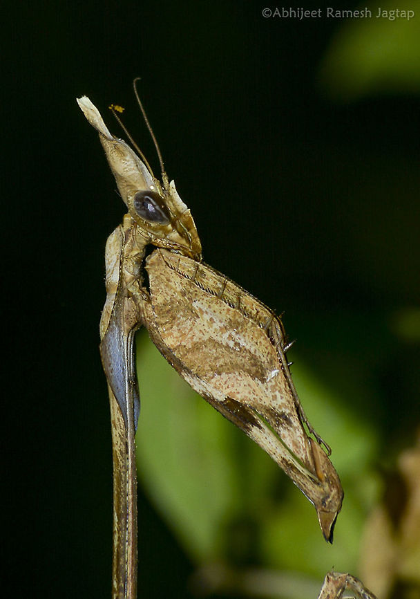 Inspiration for Aliens of Hollywood      This was my second encounter with this master of camouflage. This time it was one of the memorable coincidences. We were on short night trail, and my friend was asking me about a mantis species he saw. From what he told me I said it can be Indian rose mantis. And literally a moment later, pointing my torch at tip of a bush I asked him, &quot;Was it like this?&quot; <br />
     We both were shocked and full of joy. This was superb specimen as it was hiding itself very well in those dried vegetation patches. One of very awesome fauna species who are best at their camouflage.  Boisar,Camouflage,D5200,Fall,Geotagged,Gongylus gongylodes,Incredible India,IncredibleIndia,India,Maharashtra,Nikon,NikonD5200,Tamron,Tarapur,Wandering violin mantis,WildIndia,WildMaharashtra,macro