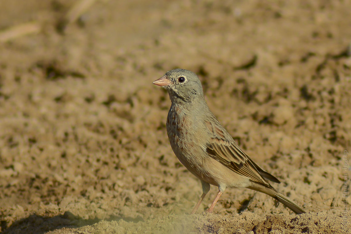 Grey-necked Bunting While taking point count during survey I saw flock of grey necked bunting near a puddle(my first and only sighting till date) and I was aware that I can only get it's shot only if I could manage manual focus. So i crawled near the  puddle and waited for long and birds started getting comfortable and slowly slowly this individual came comparatively closer and was moving fast. Just before it could dive in that puddle I had to get a record focussing manually (camera was not working hence no autofocus) and in given conditions it was not possible to get a shot once bird goes for the puddle.. I could only manage this shot and I am quite satisfied given the conditions.. <br />
.<br />
(Logged in after so so long.. <br />
Was jobless for quite sometime untill I got new job as analyst and since February 2017 was wrapped up in Biodiversity surveys.. I would definitely share data which I can from these surveys)<br />
 Barmer,Birding,BirdsOfIndia,D5200,Emberiza buchanani,Fall,Geotagged,Grey-necked Bunting,Grey-necked bunting,Incredible India,India,India birds,Nikon,NikonD5200,Rajasthan,Tamron,Tamron70300,incredible india,incredibleindia