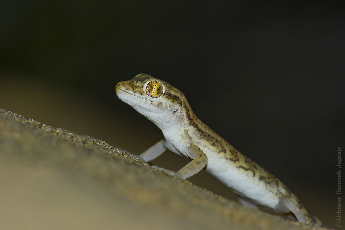 Sind Sand Gecko Gem from sand dune.<br />
I could not imagine a gecko living in sand dunes.. Typical geckos possess sticky palms with arrangement of scales which will act as suction pads.. But to thrive in sand dunes it won't be of any use and hence they have digits and pads similar to lizards.. Quite strange for a gecko(or for us who are used to see typical geckos) Adaptation,Barmer,BirdsOfIndia,Crossobamon orientalis,D5200,Fall,Gecko,Geotagged,India,IndianBirds,Nikon,NikonD5200,Rajasthan,Sand,Sind,Tamron,Tamron70300,incredible india,incredibleindia,macro