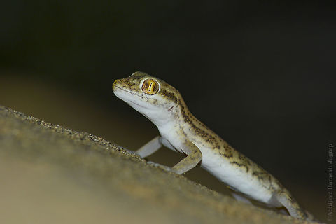 Crossobamon orientalis