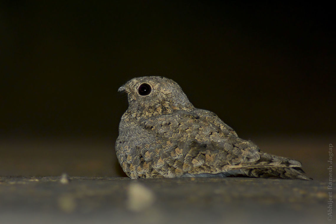 Secretive Bird Nightjars are one of best species in kingdom Animalia who are best in their camouflage. These nocturnal birds have so perfect pattern of leaf litter on them that in day light its almost impossible to spot them. They do come and sit on streets at night and that is how I could photograph this fellow.  Barmer,BirdsOfIndia,Camouflage,Caprimulgus mahrattensis,D5200,Desert,Fall,Geotagged,Incredible India,IncredibleIndia,India,IndianBirds,Nightjar,Nikon,NikonD5200,Rajasthan,Syke's Nightjar,Tamron,Tamron70300,WildIndia