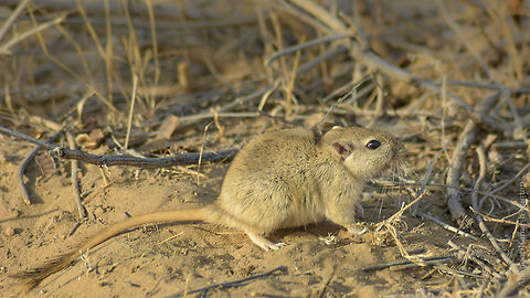 Indian Desert Jird/Gerbil They do come out to enjoy early morning snack in Winters. These are primary prey for Desert fox (Indian Desert fox is sub-species of Red Fox). Enjoyed photographing this beautiful rodent during fauna surveys. Barmer,D5200,Geotagged,India,Indian desert jird,IndianMammals,MammalsOfIndia,Meriones hurrianae,Nikon,NikonD5200,Rajasthan,Rodent,Tamron,Tamron70300,Winter