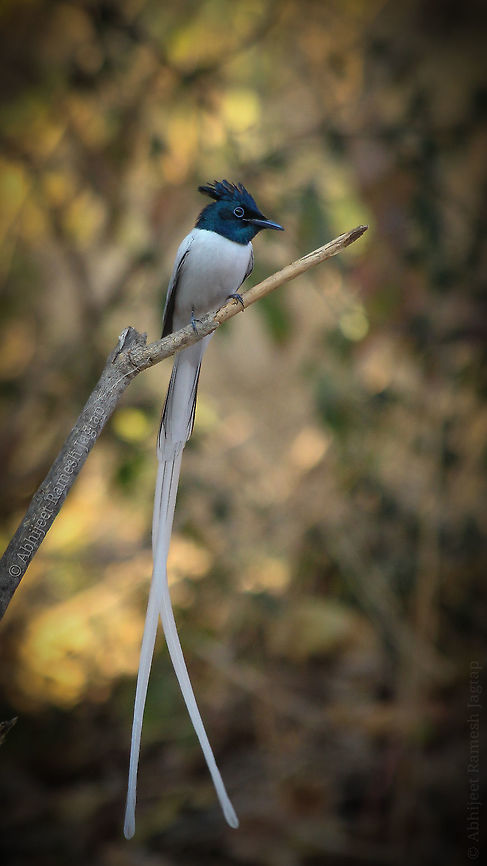 Paradise Flycatcher of India Male Paradise birds are always show stoppers for both Wildlife people and also for non-Wildlife people. We all are amazed to see such long white tail of the bird and the flashy white colour. I was waiting for Verditer Flycatcher and meanwhile this champ gave me some poses. Very difficult to get whole bird in a single image because of their long tail.  Abhijeet Jagtap,Abhijeet Ramesh Jagtap,Asian Paradise Flycatcher,Asian Paradise-flycatcher,Birding,Birds,BirdsOfIndia,Canon,Canon1200D,CanonIndia,Geotagged,IncredibleIndia,India,Indian Wildlife,IndianBirds,Maharashtra,Pune,Terpsiphone paradisi,Wildlife,abhitap