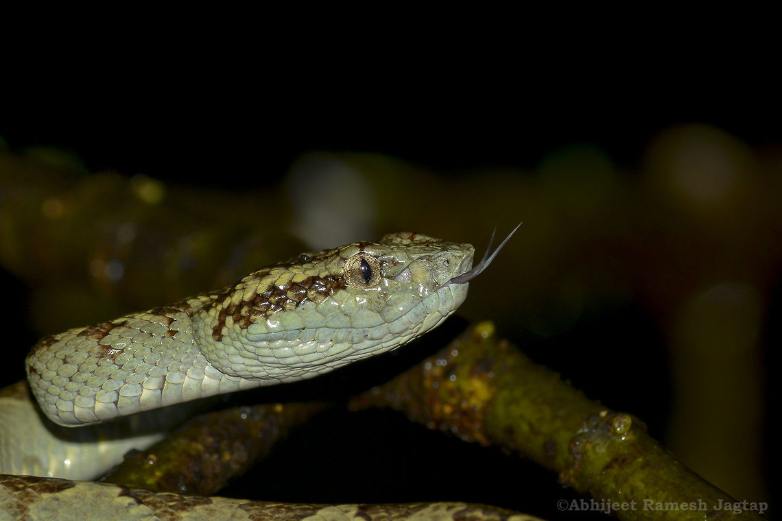 Malabar Pit Viper Malabar Pit Viper!! This fellow yawned twice and I missed to shoot it as I was so into the moment. This was the second adult snake I came cross during this season in Amboli. These pit vipers are beautiful in their own way. I wish to click one in its habitat, especially a yellow or creamy brown morph.  Amboli,Canon,Craspedocephalus malabaricus,Herpetology,Herping,Incredible India,IncredibleIndia,India,Indian Reptiles,Indian Snakes,Kokan,Maharashtra,Malabar pit viper,Reptile,Reptiles,Reptiles of India,Sawantwadi,Snake,Snakes of India,Trimeresurus malabaricus