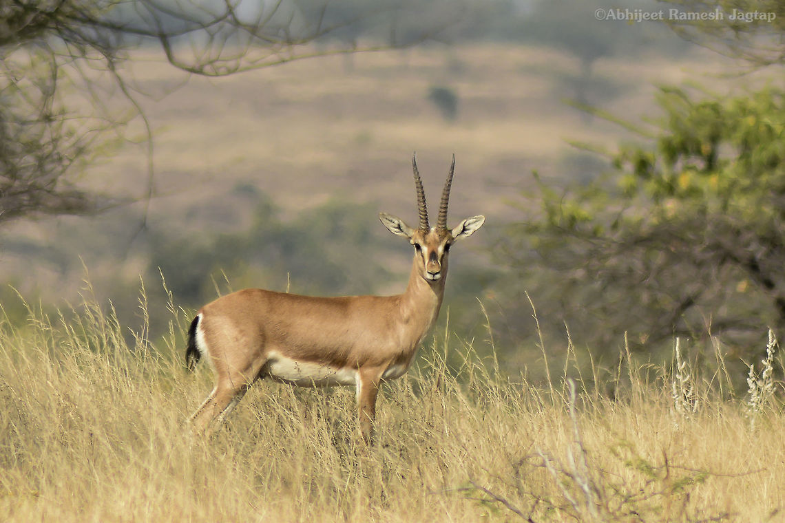 Only Gazelle in India! Chinkara is a local term for this gazelle found in India. They are fast and currently they don&#039;t have a natural predator to control their population like we see cheeta in Africa. Chinkaras are fast and are being threatened by reduction in their habitat and illegal hunting practices. Chinkara,Deccan,Gazella bennettii,Geotagged,Grassland,IncredibleIndia,India,Maharashtra,Mayureshwar,Nikon,Nikon D5200,NikonD5200,Pune,Scrubland,Tamron,Tamron 70-300,Tamron70-300,Winter,chinkara