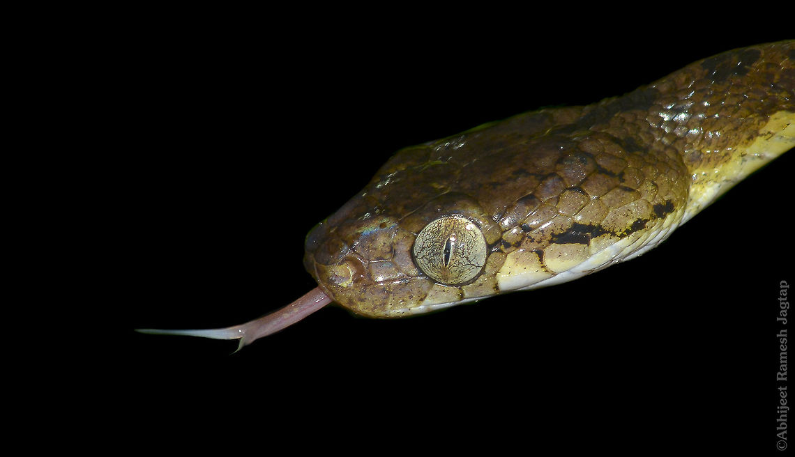 Cat snake This was the first snake from my night trail last monsoon as soon as we entered and started out trail!! Abhijeet Ramesh Jagtap,Abhijeet jagtap,Beddome's cat snake,Boiga,Boiga beddomei,Cat Snake,Incredible India,Indian Reptiles,Indian Snakes,Maharashtra,Matheran,Nikon,Nikon D5200,NikonD5200,Raigad,Reptiles,Reptiles of India,Snake,Snakes,Snakes of India