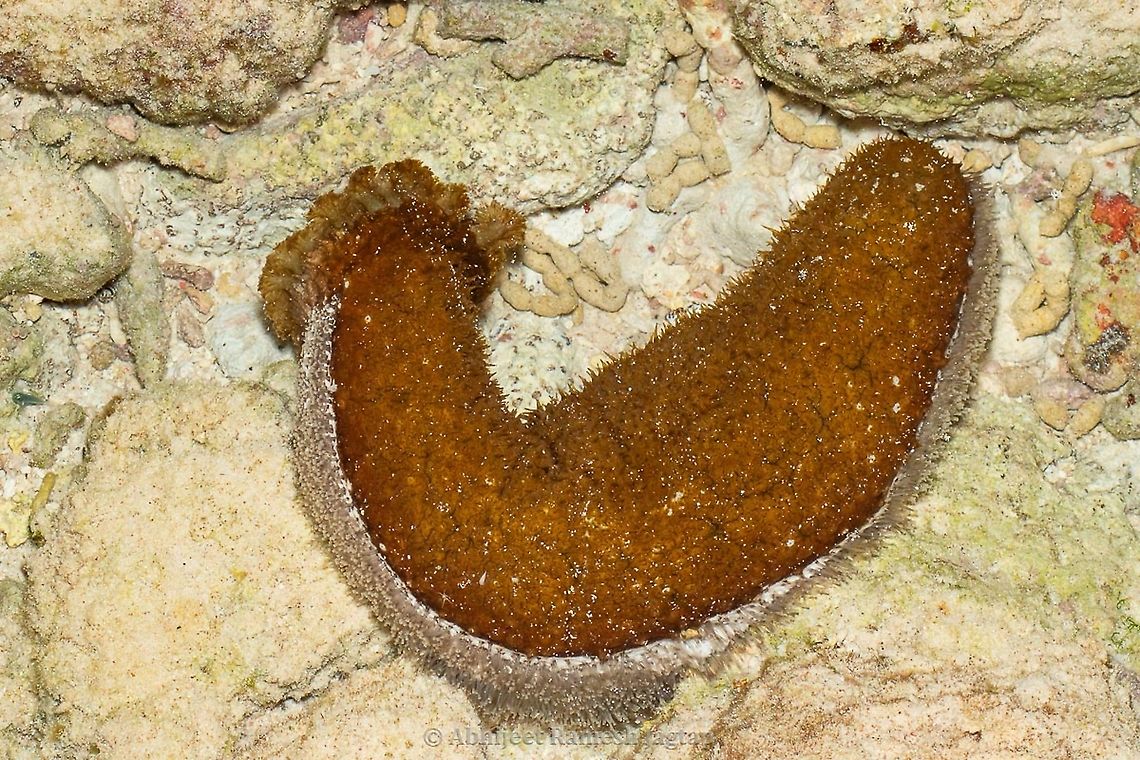 Vulnerable Sea Cucumber This was one of the strange looking sea cucumbers I found on the Islands of Lakshadweep, India. Got to know that this species is under pressure due to over harvesting and it has been categorized as Vulnerable as per IUCN red list of threatened species due to the drastic decline in the population of this species throughout its distribution range. Actinopyga mauritiana,Chetlat,Chetlat Island,ChetlatIsland,Fall,Geotagged,Incredible India,IncredibleIndia,India,Island,Lakshadweep,Lakshadweep Archipelago,LakshadweepArchipelago,LakshadweepIslands,LifeUnderwater,Macro,Marine Life Of India,Marine Life Of Lakshadweep,MarineLifeOfIndia,MarineLifeOfLakshadweep