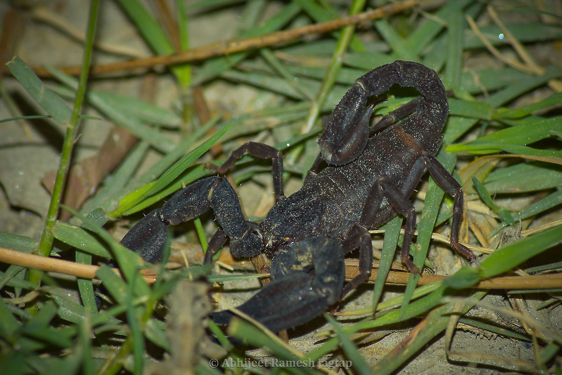 Scorpiops species thriving in sub zero temperatures of Himalayas I was surprised to see this Scorpion at the altitude of 1400m where Snow was recently melt and on every night I encountered these. Its very difficult to identify scorpions to species level (just from photographs), hence lets leave it to its genus which I confirmed from the one working on Scorpions of India. Chamba,Chaurah,Churah,DevBhoomi,Himachal,HimachalPradesh,IncredibleIndia,India,IndianWildlife,Invertebrate,Nikon,Nikon D5600,NikonD5600,Scorpion,Scorpiops,Tamron,Tamron AF 70-300mm f4-5.6 Di LD MACRO 1:2,Tisa,WildHimachal,WildIndia
