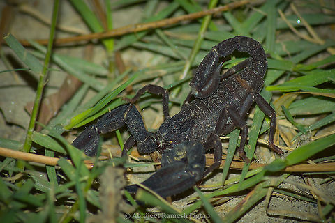 Scorpiops species thriving in sub zero temperatures of Himalayas I was surprised to see this Scorpion at the altitude of 1400m where Snow was recently melt and on every night I encountered these. Its very difficult to identify scorpions to species level (just from photographs), hence lets leave it to its genus which I confirmed from the one working on Scorpions of India. Chamba,Chaurah,Churah,DevBhoomi,Himachal,HimachalPradesh,IncredibleIndia,India,IndianWildlife,Invertebrate,Nikon,Nikon D5600,NikonD5600,Scorpion,Scorpiops,Tamron,Tamron AF 70-300mm f4-5.6 Di LD MACRO 1:2,Tisa,WildHimachal,WildIndia