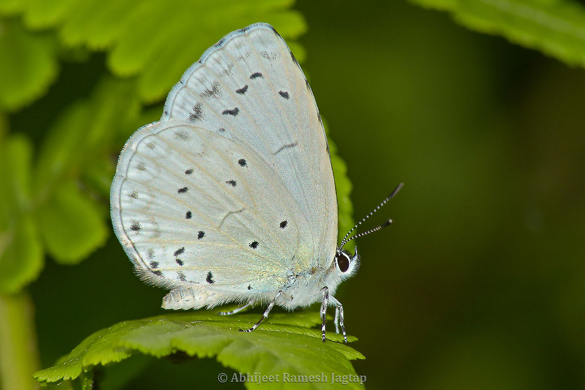 Himalayan Hill Hedge Blue Blues are group of small butterflies which are literally of Blue colour from inside of their wings and that blue flash one can see when this butterflies are fluttering around. This special one was photographed at the altitude of 1400m near the tributary of river Ravi in India. This one also has an apt name &#039;Hill Hedge Blue&#039;. ButterfliesOfIndia,Butterfly,Celastrina argiolus,Chamba,Chaurah,Churah,Hill Hedge Blue,HillHedgeBlue,Himachal,Himachal Pradesh,HimachalPradesh,Himalayas,Holly Blue,Incredible India,IncredibleIndia,India,India Butterflies,IndianButteflies,Nikon,Nikon D5600