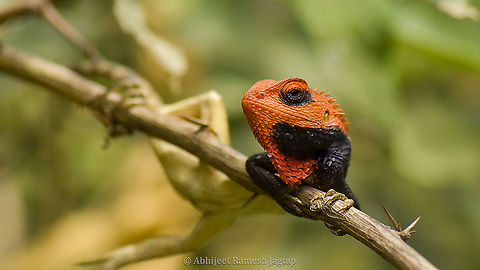 Blood sucker Lizard... I always wanted to see this lizard in its breeding colours as I was fascinated by their photographs on the internet. I see them around as its the most abundant species of lizard in India but never I could see one with body fully coloured red untill this moment. I stay in a coastal city called Mumbai and I got this opportunity of seeing one in its breeding colours thousands of kilometers far from my home at an altitude of 1400m in Himalayas.
Actually I was on my way to the study site and took a break on road as I saw a bird called Little Forktail and in the wait game I happened to spot this beauty and suddenly I decided to give up on that bird and started getting close to this cautiously as this was on a dense bush on the edge of the road and one wrong step would've introduced me to valley up-close and I also had to make sure that I do not disturb this individual so as to trigger it to move inside and taking a clean record would not be possible... Calotes,Calotes versicolor,Chamba,Geotagged,Himachal,HimachalPradesh,Incredible India,IncredibleIndia,India,IndianLizard,IndianLizards,IndianReptiles,Lizard,Nikon,Nikon D5600,NikonD5600,Oriental Garden Lizard,Reptiles,ReptilesOfIndia,Spring