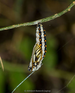 Chrysalis is such a fascinating thing!!! This is sci-fi in real life. I happened to noticed this Chrysalis near a small stream flowing through the mountains and I learnt that this species prefer high mountain valleys at an elevation ranging 500m-1400m. Also, learnt that this species form colonies and hence I could see many such Chrysalis and more than a dozen of adults at this spot. I am going to upload the image of the adult I managed to capture in my next post.

Adult butterfly https://www.jungledragon.com/image/93306/yellow_coster.html Acraea issoria,Butterflies,Butterflies Of India,ButterfliesOfIndia,Butterfly,Chrysalis,Coster,India,Indian Butterflies,IndianButterflies,Macro,Nikon,Nikon D5600,Nymphalid,Nymphalidae,Pupa,Tamron,Tamron AF 70-300mm f4-5.6 Di LD MACRO 1:2,Yellow,Yellow coster