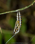 Chrysalis is such a fascinating thing!!! This is sci-fi in real life. I happened to noticed this Chrysalis near a small stream flowing through the mountains and I learnt that this species prefer high mountain valleys at an elevation ranging 500m-1400m. Also, learnt that this species form colonies and hence I could see many such Chrysalis and more than a dozen of adults at this spot. I am going to upload the image of the adult I managed to capture in my next post.<br />
<br />
Adult butterfly https://www.jungledragon.com/image/93306/yellow_coster.html Acraea issoria,Butterflies,Butterflies Of India,ButterfliesOfIndia,Butterfly,Chrysalis,Coster,India,Indian Butterflies,IndianButterflies,Macro,Nikon,Nikon D5600,Nymphalid,Nymphalidae,Pupa,Tamron,Tamron AF 70-300mm f4-5.6 Di LD MACRO 1:2,Yellow,Yellow coster